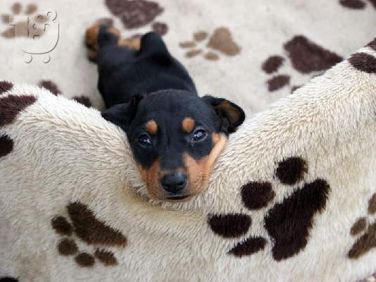 PoulaTo: Pinscher teacup